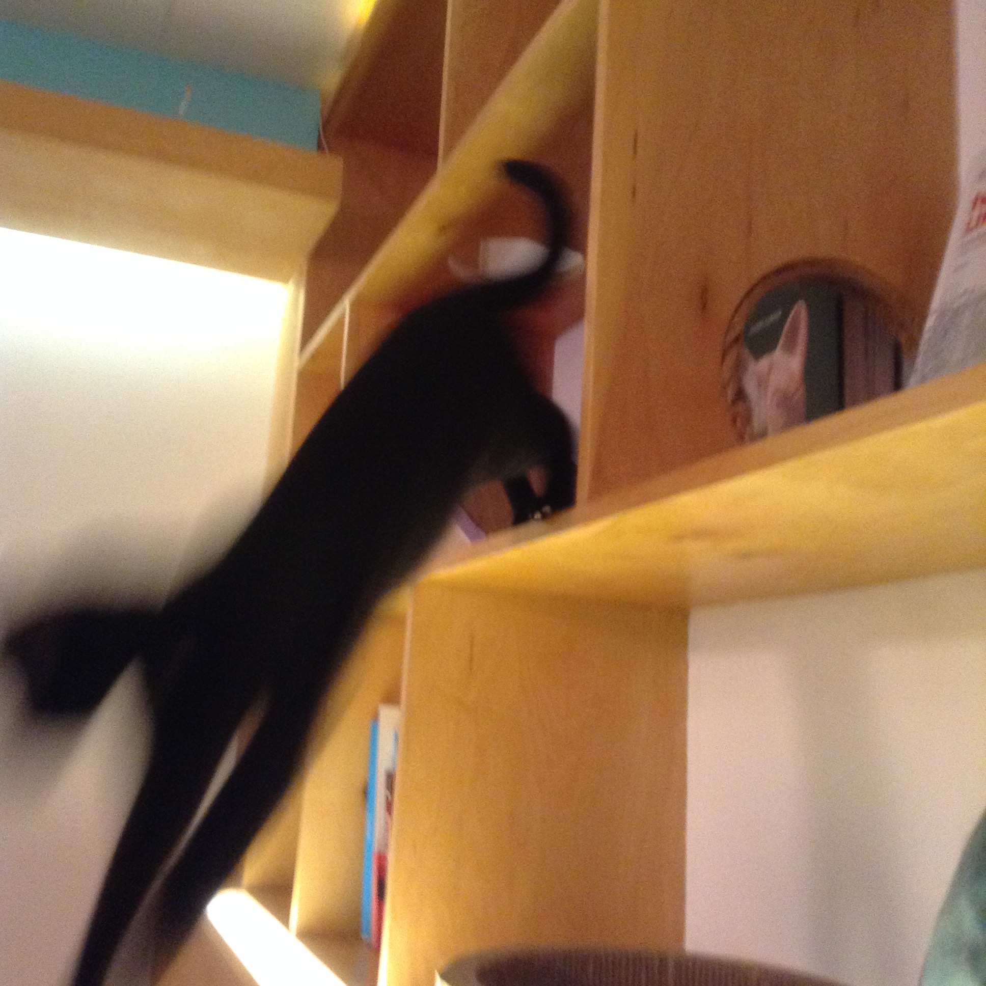 A blurry cat picture, Anupama Raju